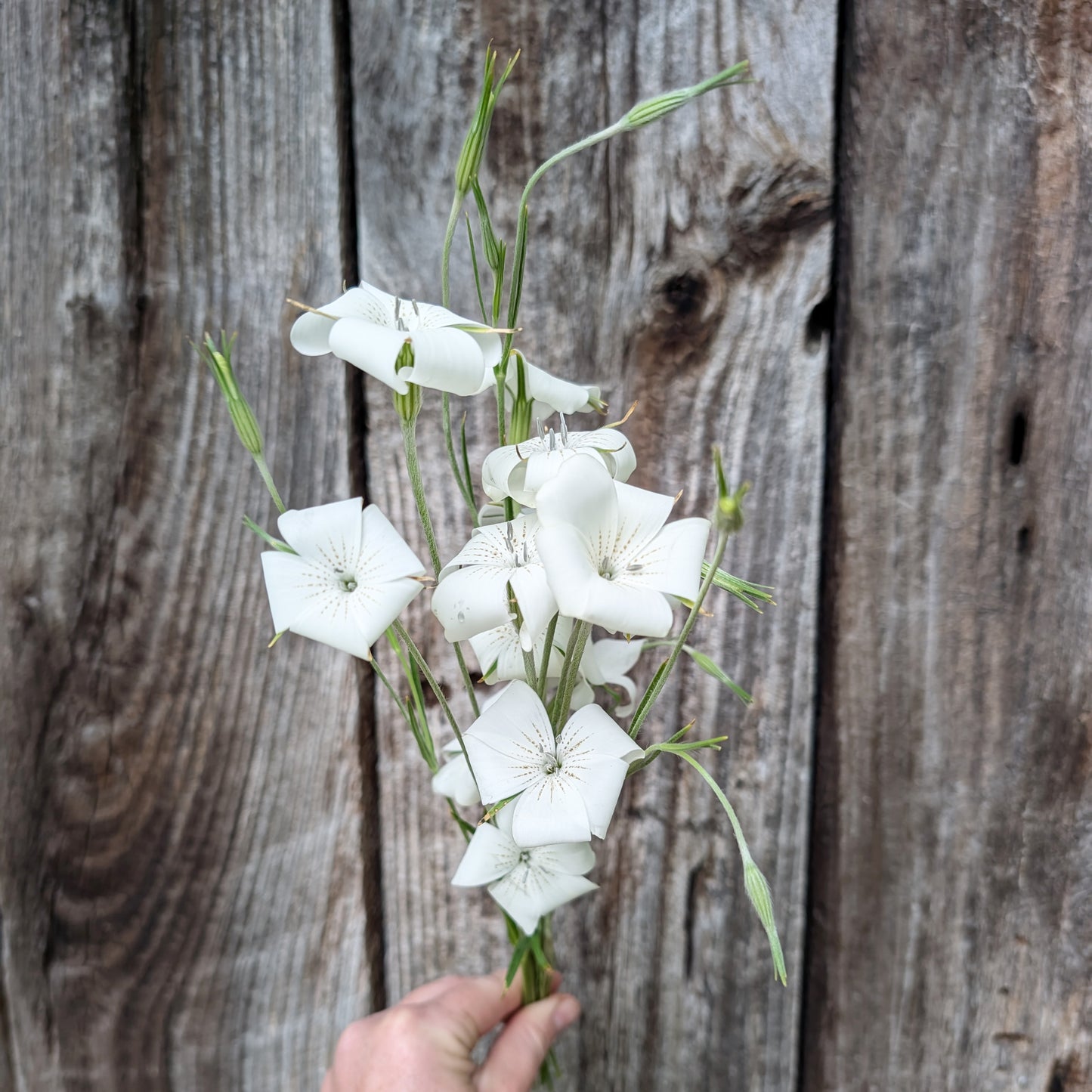 Agrostemma | Plug Presale | Spring