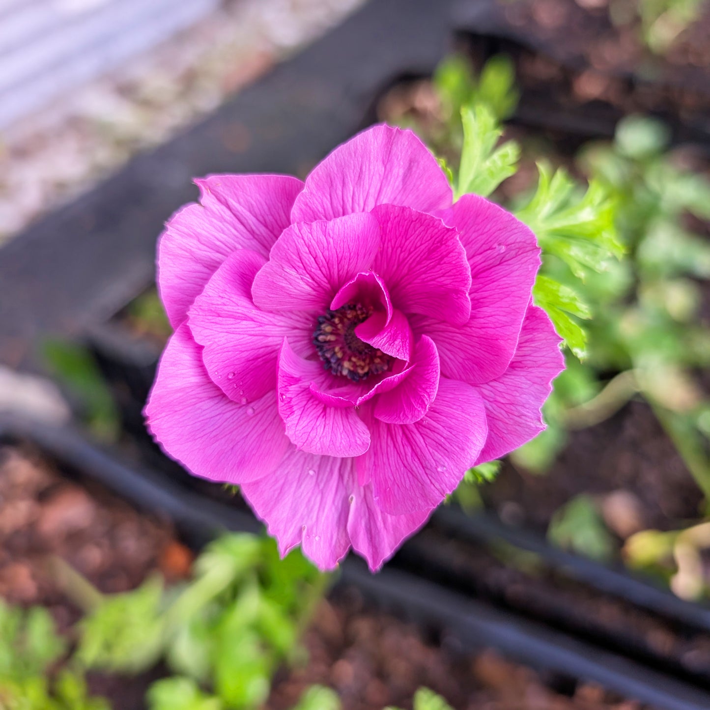 Anemone | Fall Corms | 10 Pack | Shipping Fall 2026
