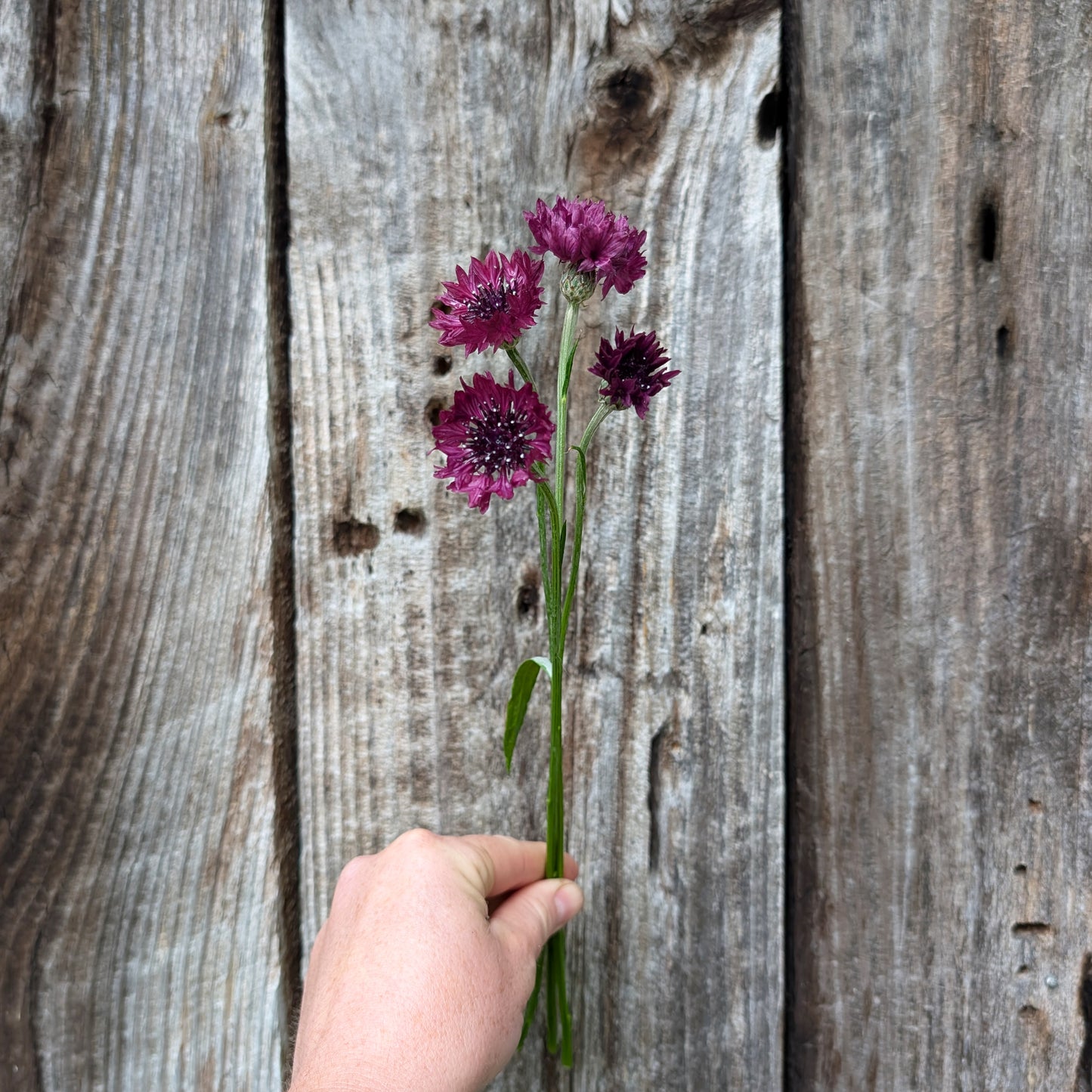 Corn Flower | Plug Presale | Spring