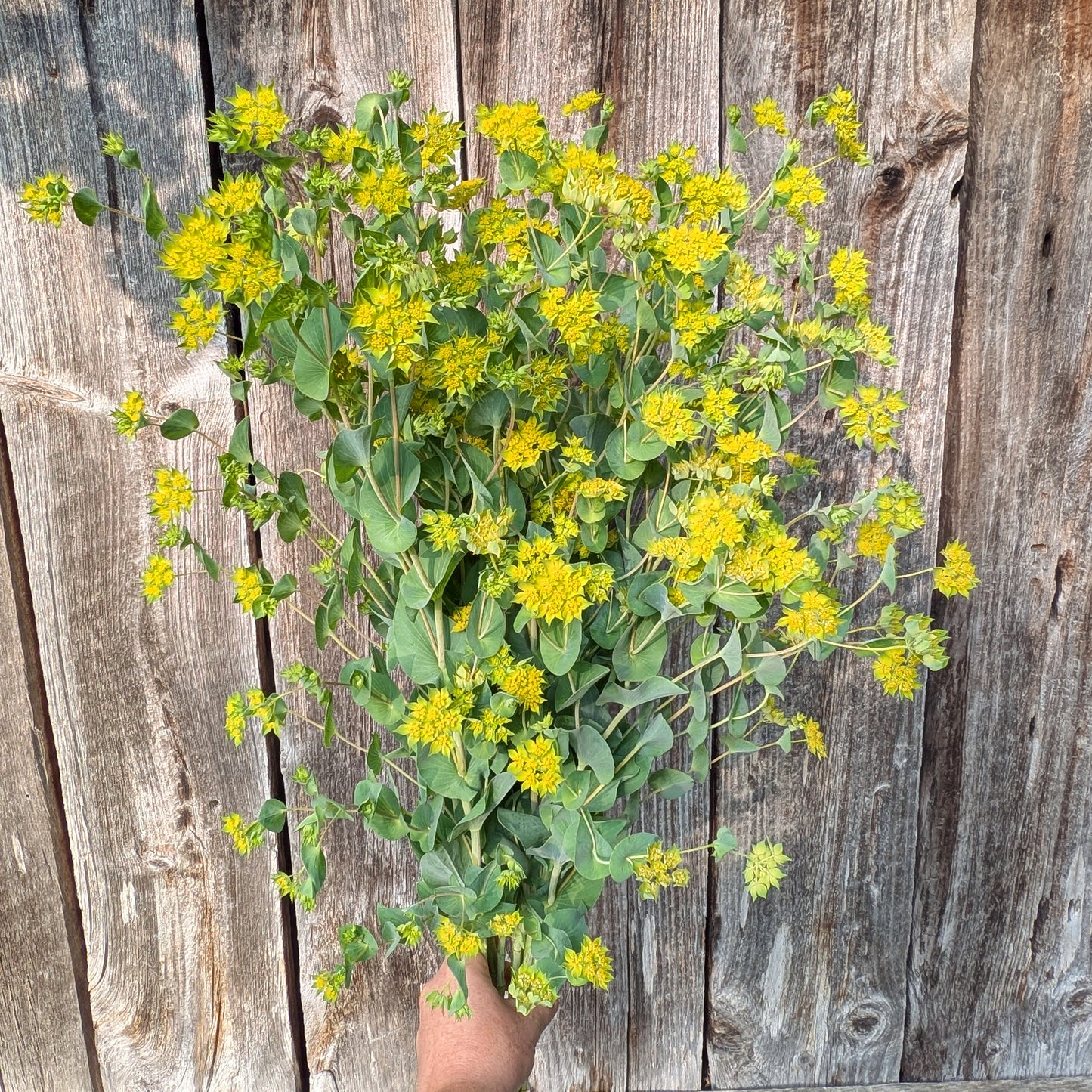 Bupleurum | Plug Presale | Spring