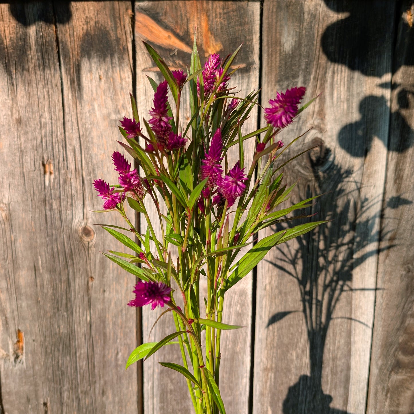 Celosia | Plug Presale | Summer