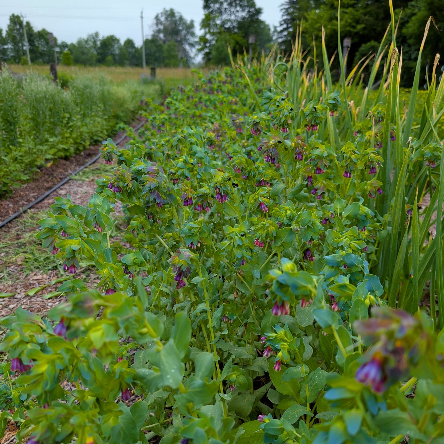 Cerinthe, Honeywort | Annual | Seeds