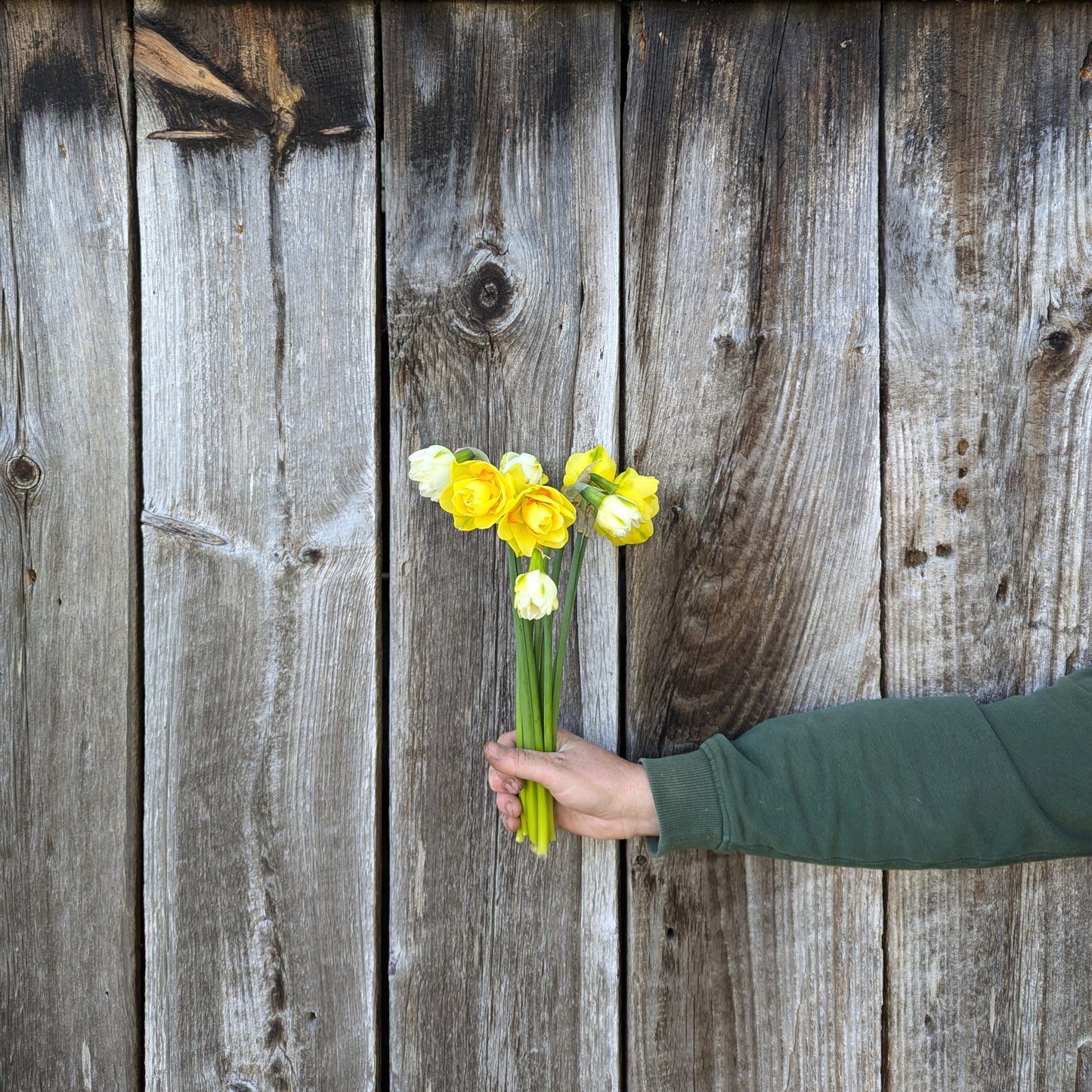 Specialty Daffodils | Growers Bunch