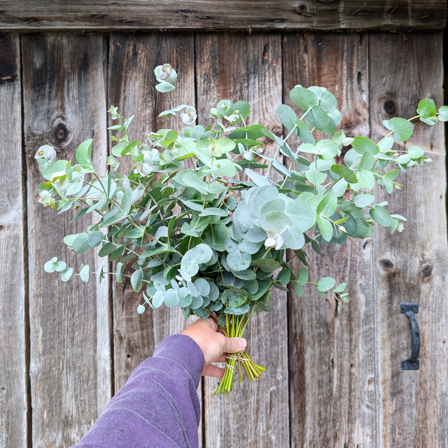 2026 Presale | Growers Bunch, Monthly Subscription