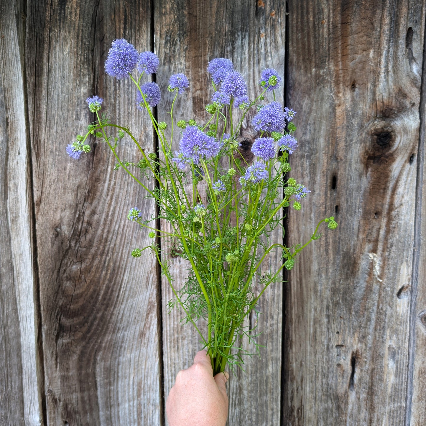 Gilia | Plug Presale | Spring