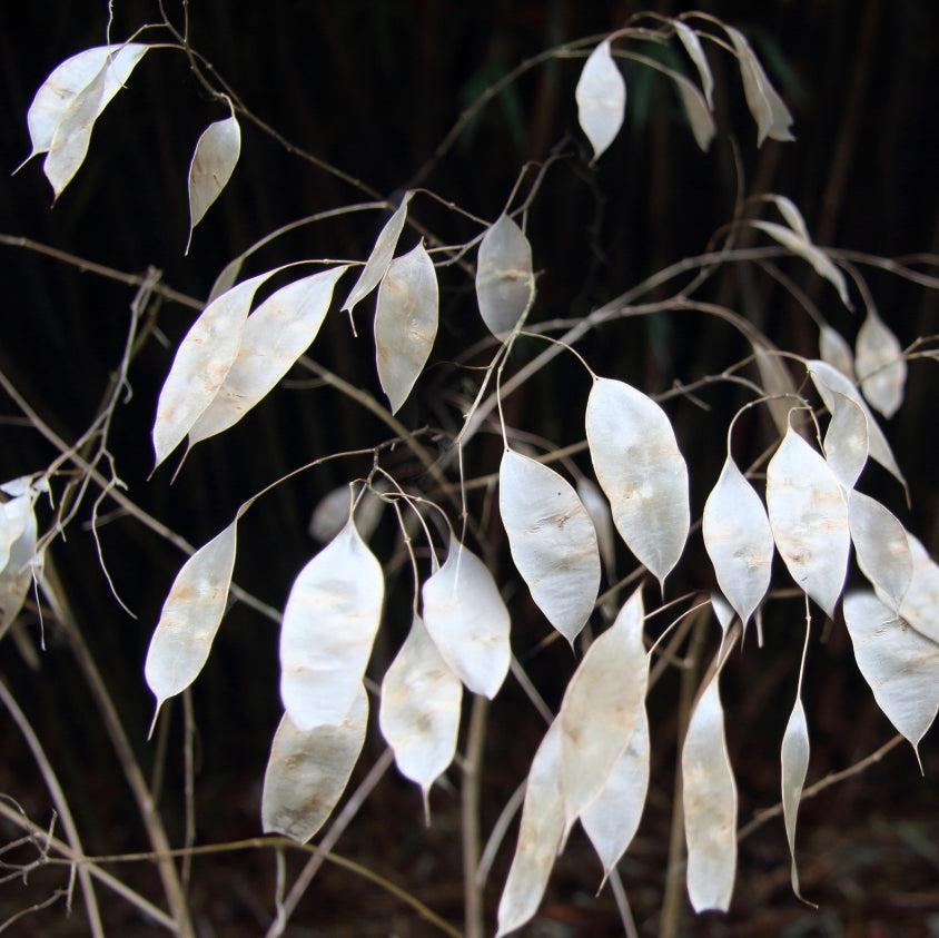 Lunaria Rediviva | Perennial | Seeds