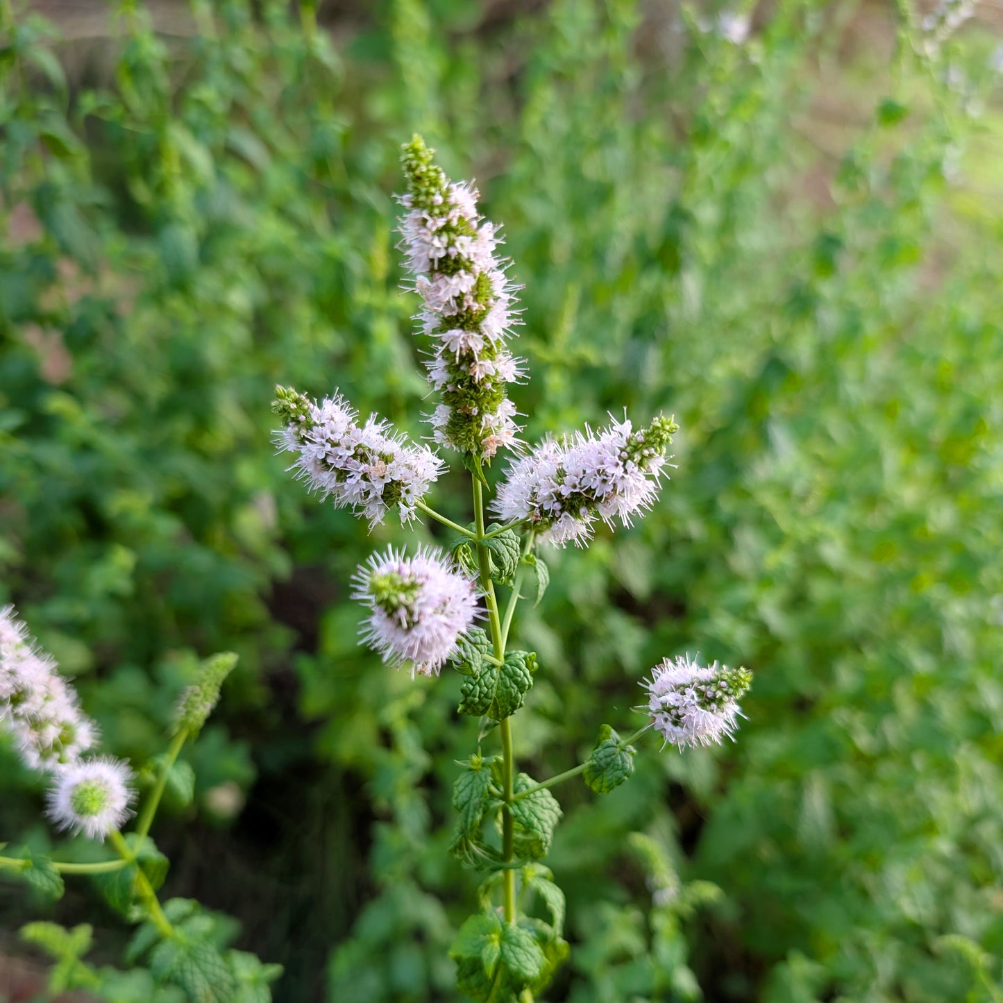 Apple Mint | Perennial Plugs