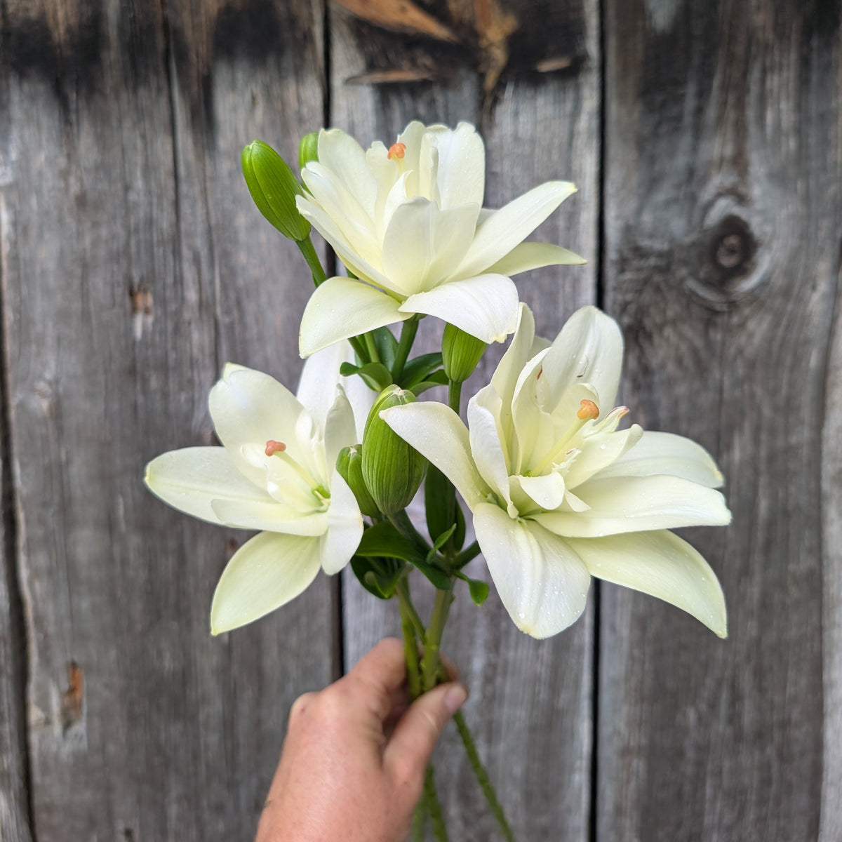 Lily | Presale | Summer 2027