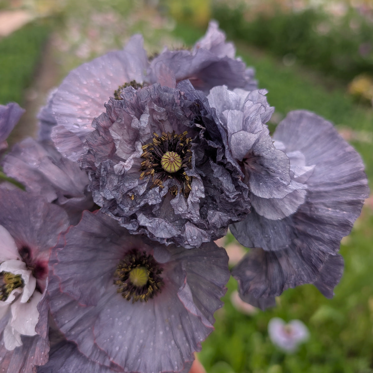 Amazing Grey Poppy | Plug Presale | Spring 2027