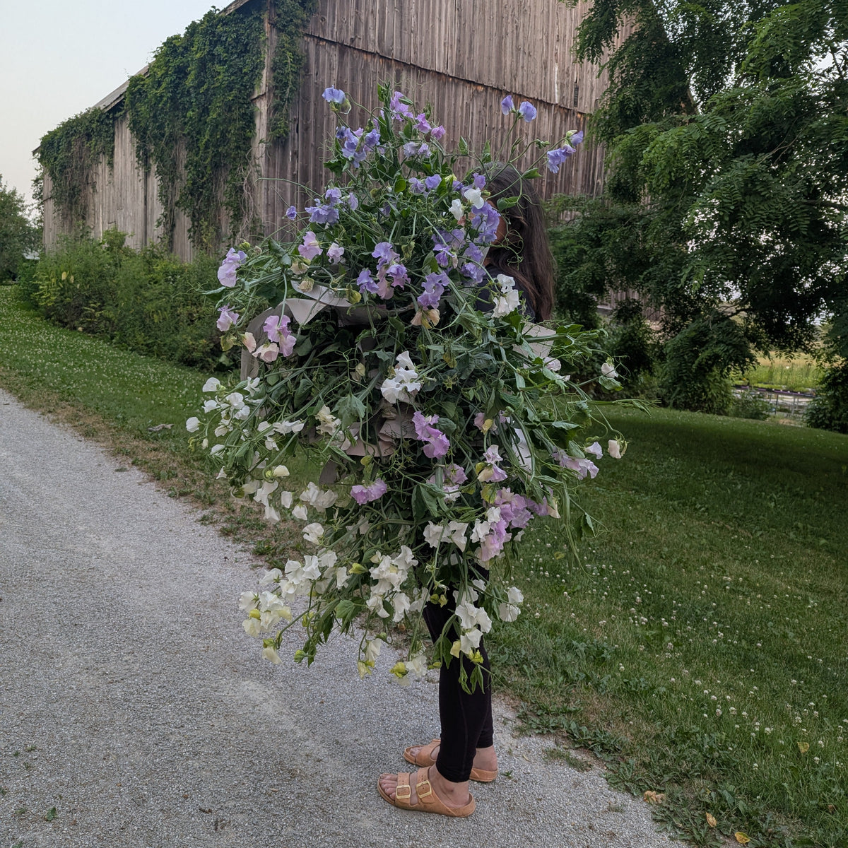 Sweet Pea | Plug Presale | Spring 2027