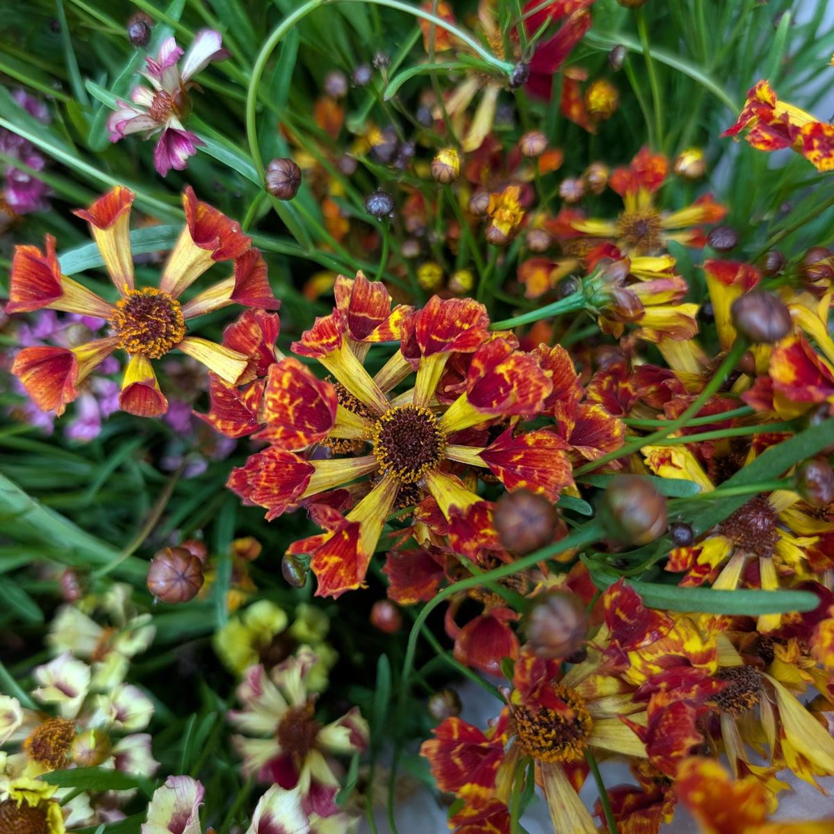 Coreopsis | Plug Presale | Spring 2027