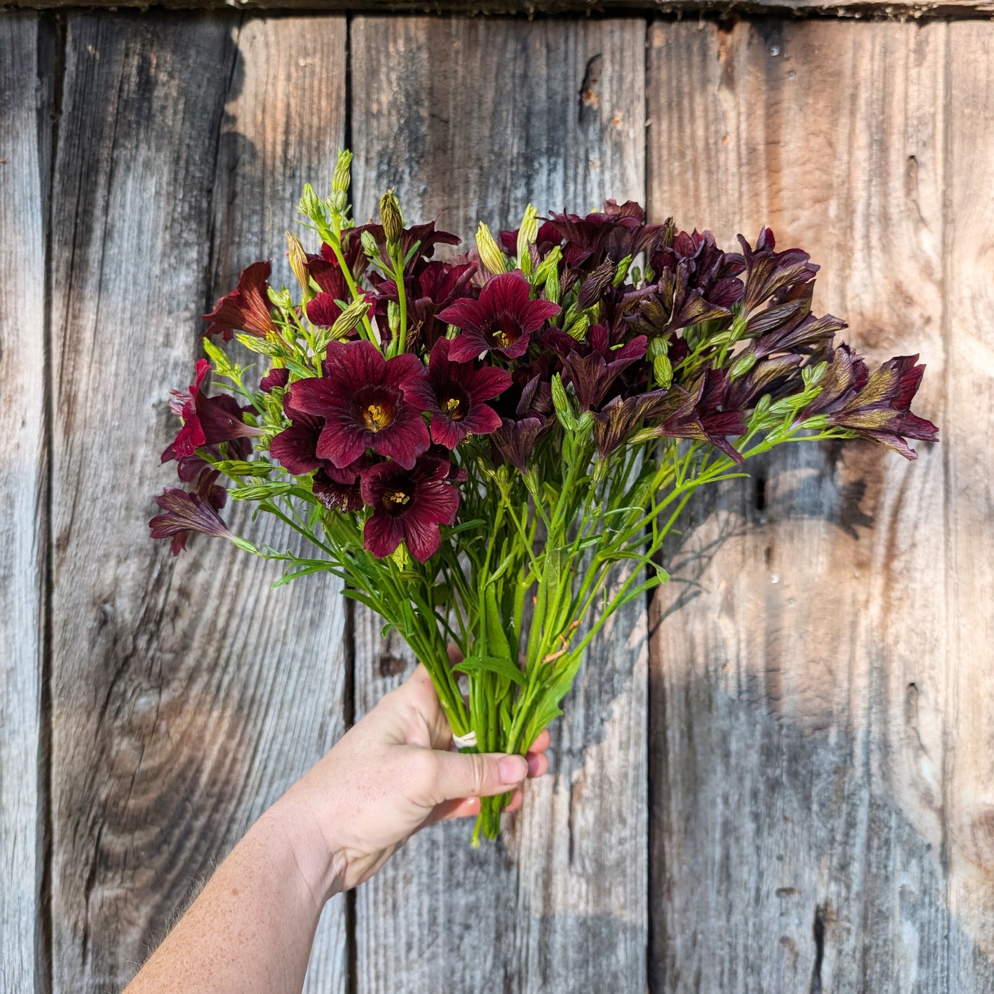 Salpiglossis Painted Tongue | Plug Presale | Summer