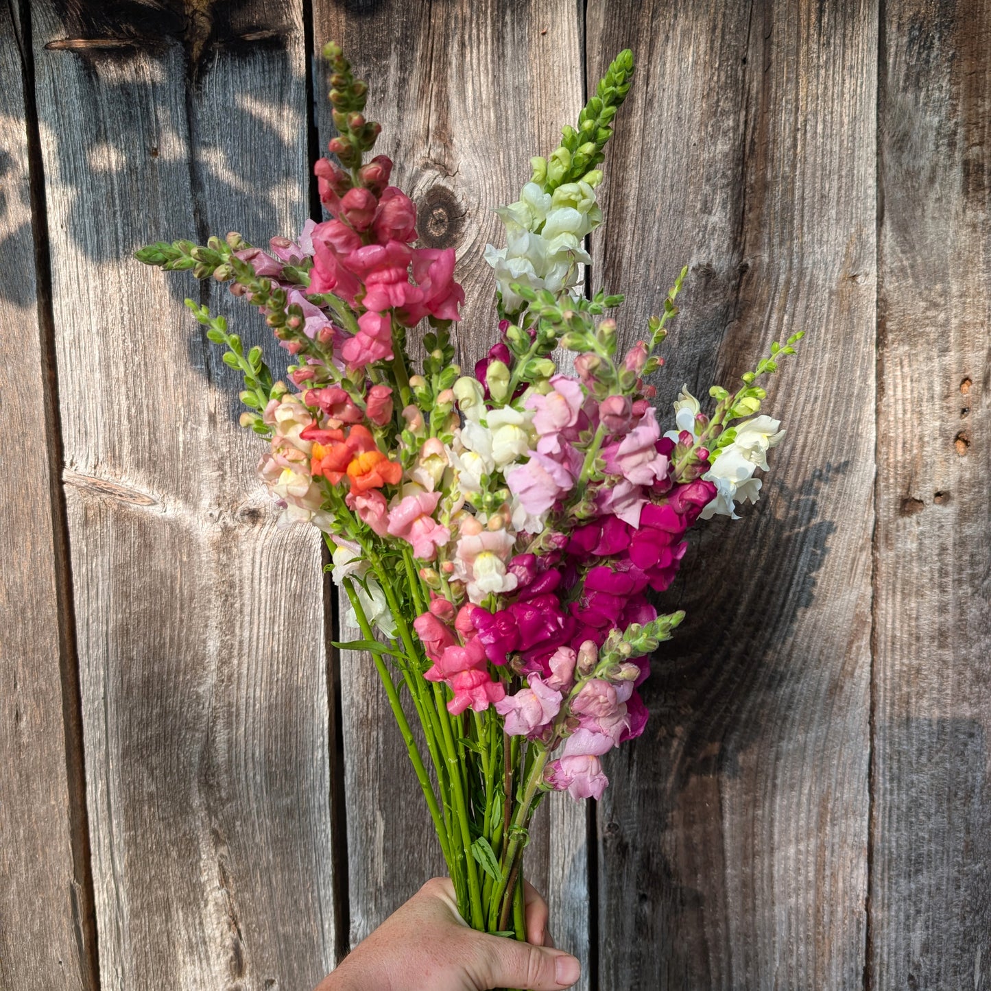 Snapdragon | Plug Presale | Spring