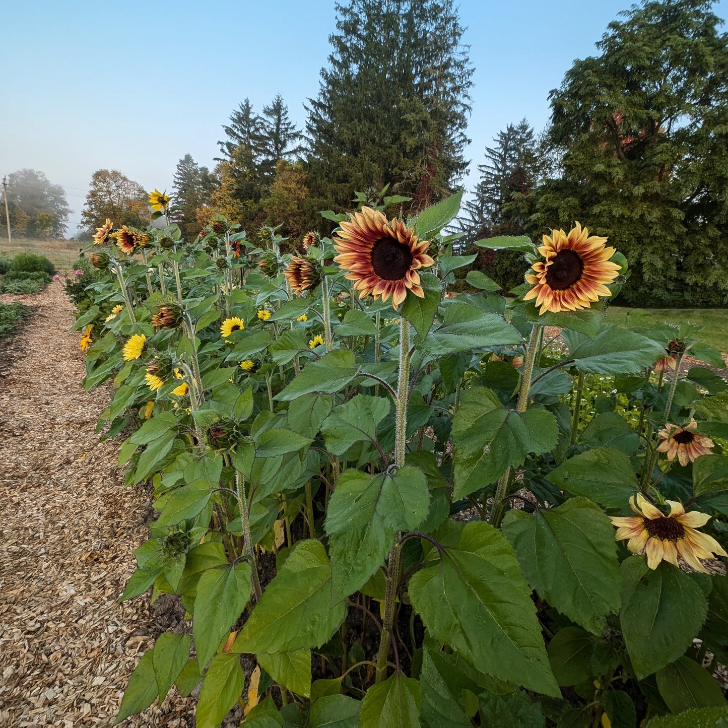 2025 Presale | Fresh Local Flowers, Weekly Subscription | August 2025