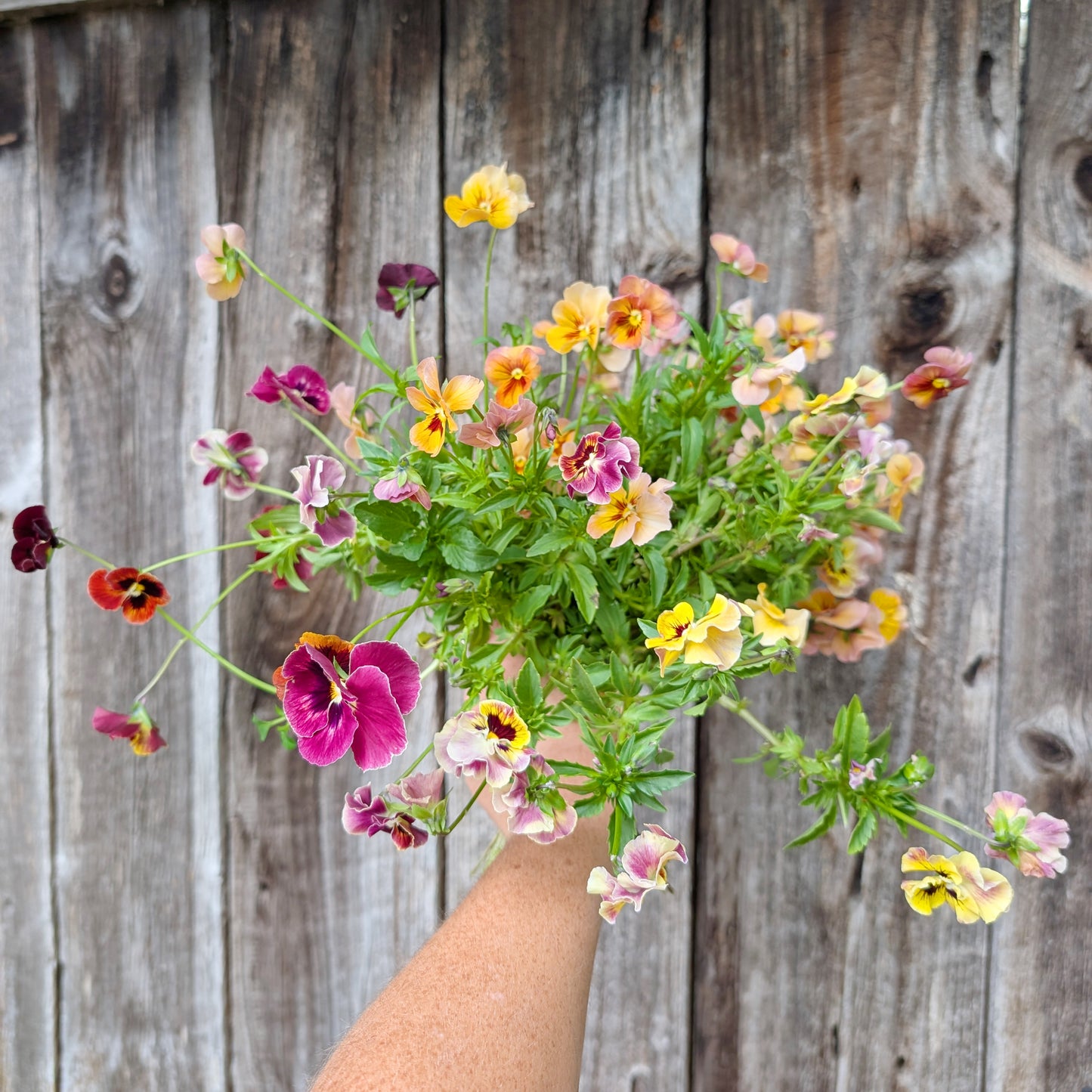 Viola | Plug Presale | Spring