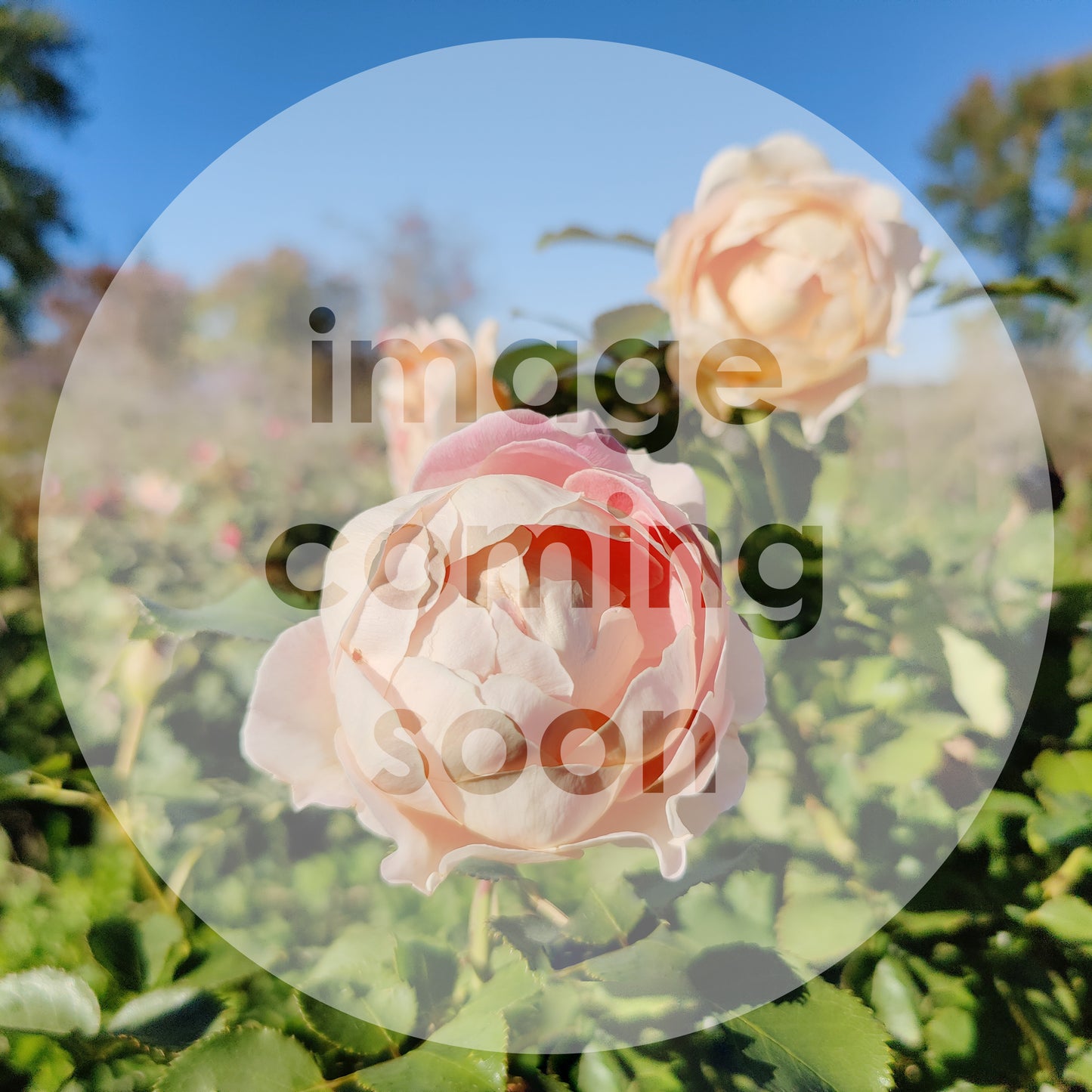 Strawflower | Plug Presale | Summer