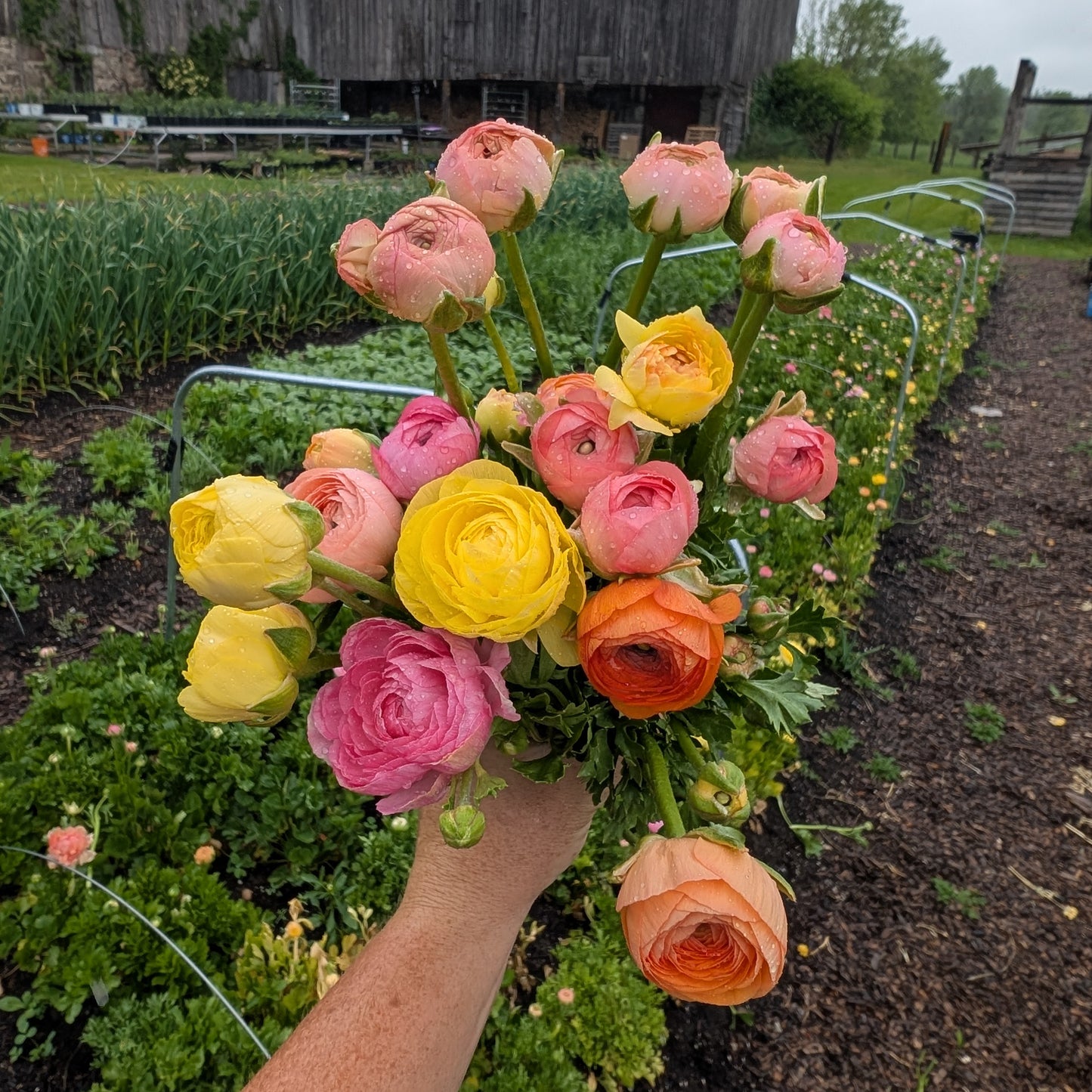 Ranunculus | Fall Corms | 10 Pack | Shipping Fall 2026