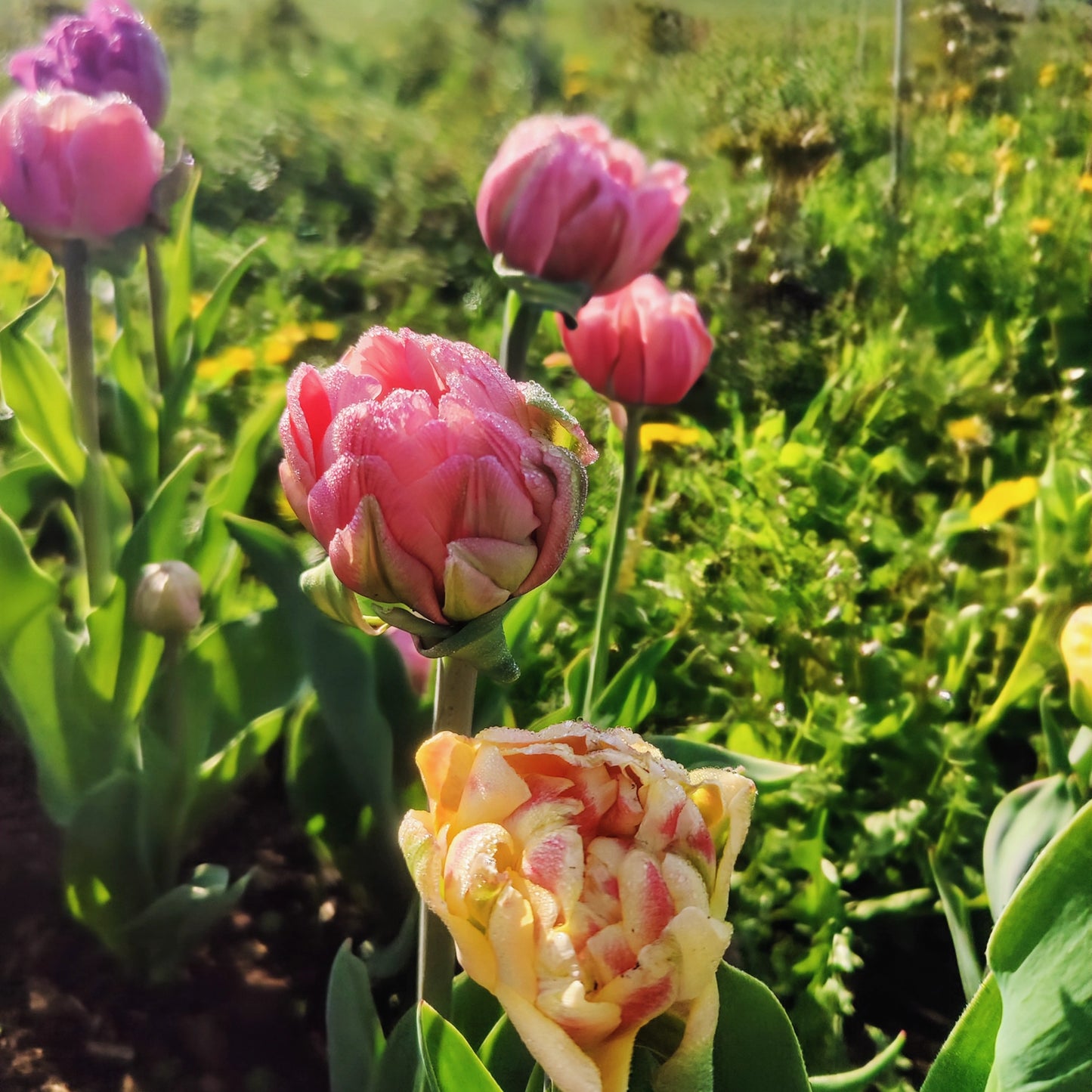2025 Presale | Specialty Tulip Bouquet, Weekly Subscription | 2025