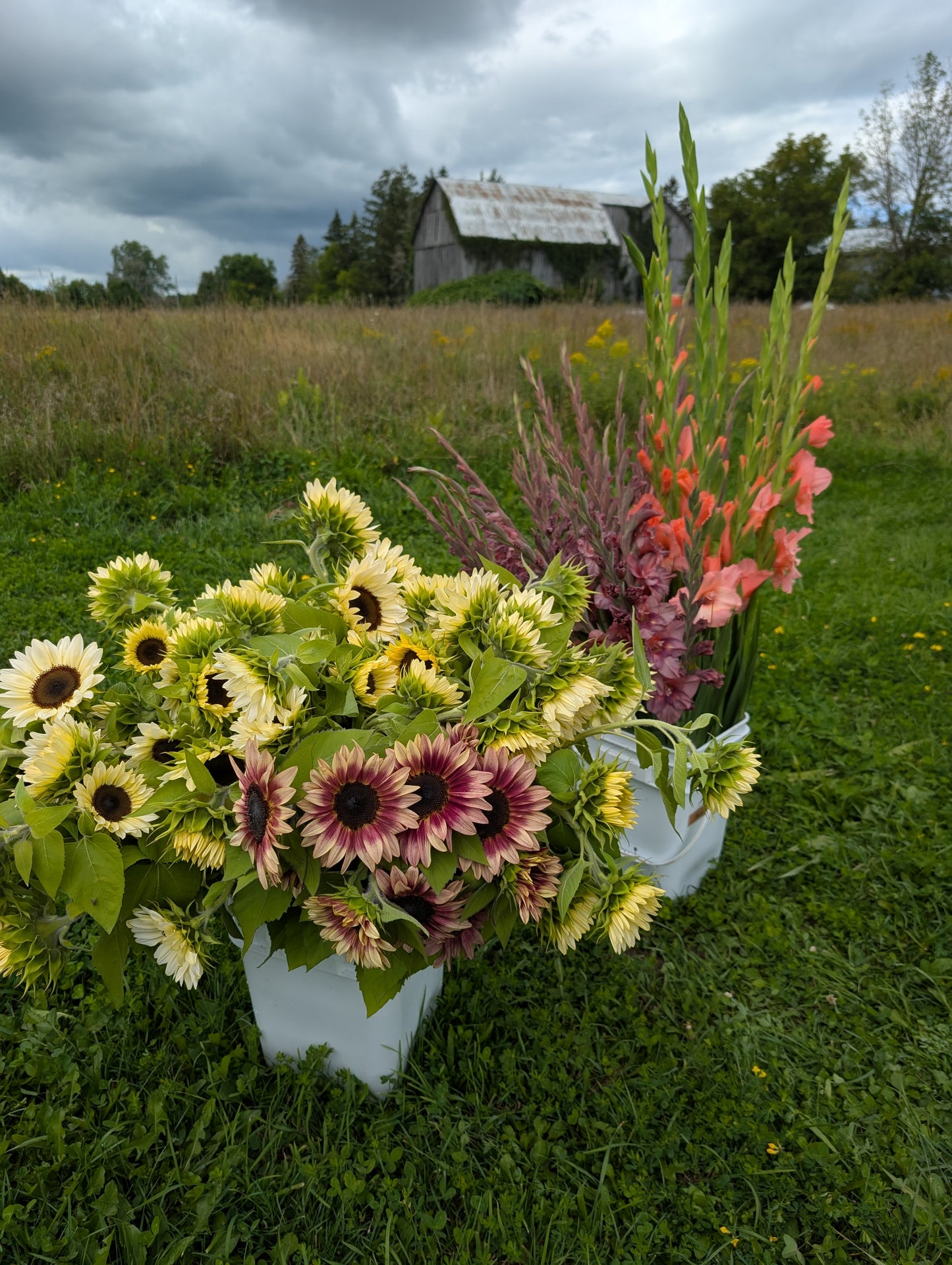 Sunflower | Growers Bunch