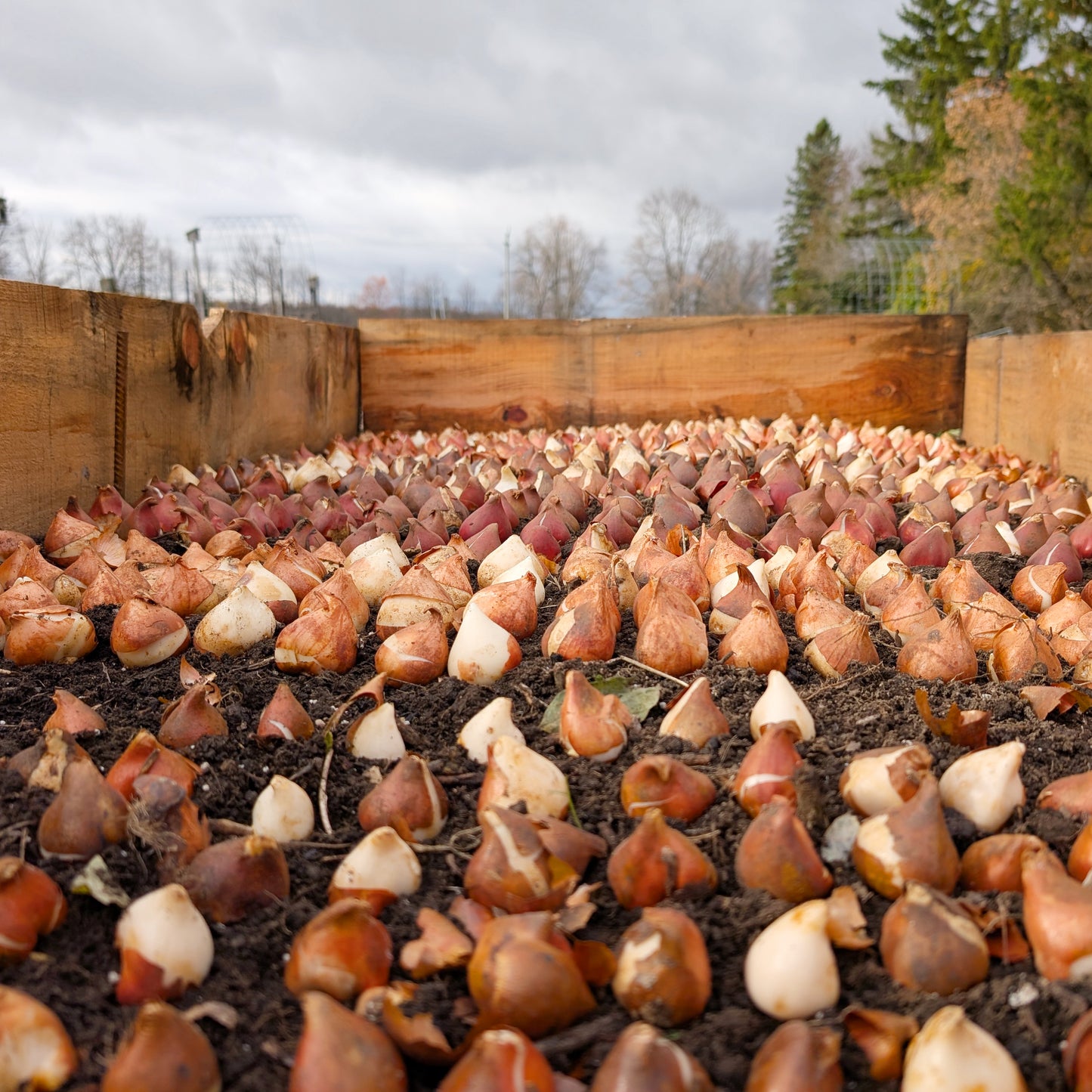 Specialty Tulip | Growers Bunch