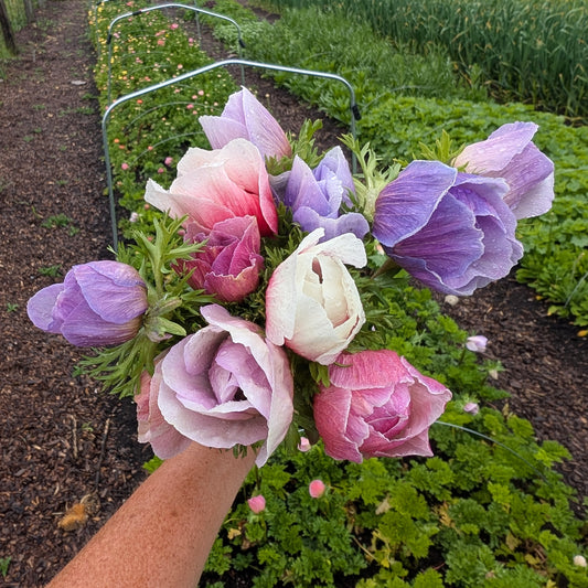 Anemone | Fall Corms | 10 Pack | Shipping Fall 2026