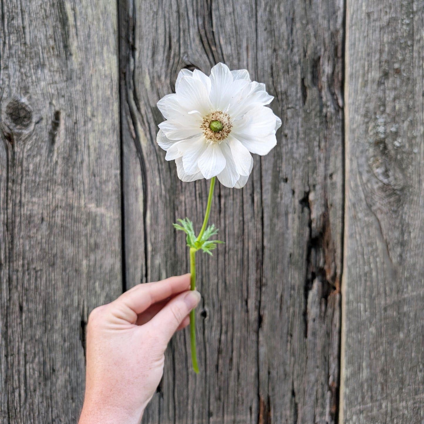 Anemone | Fall Corms | 10 Pack | Shipping Fall 2026