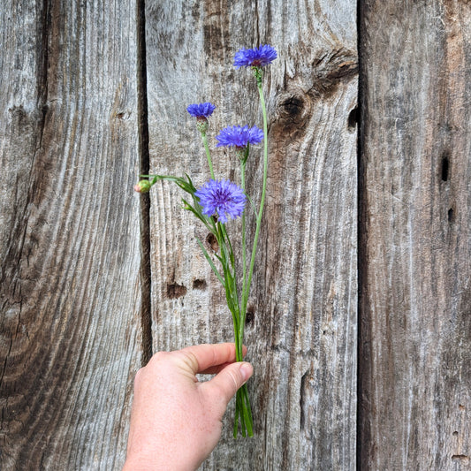 Corn Flower | Plug Presale | Spring