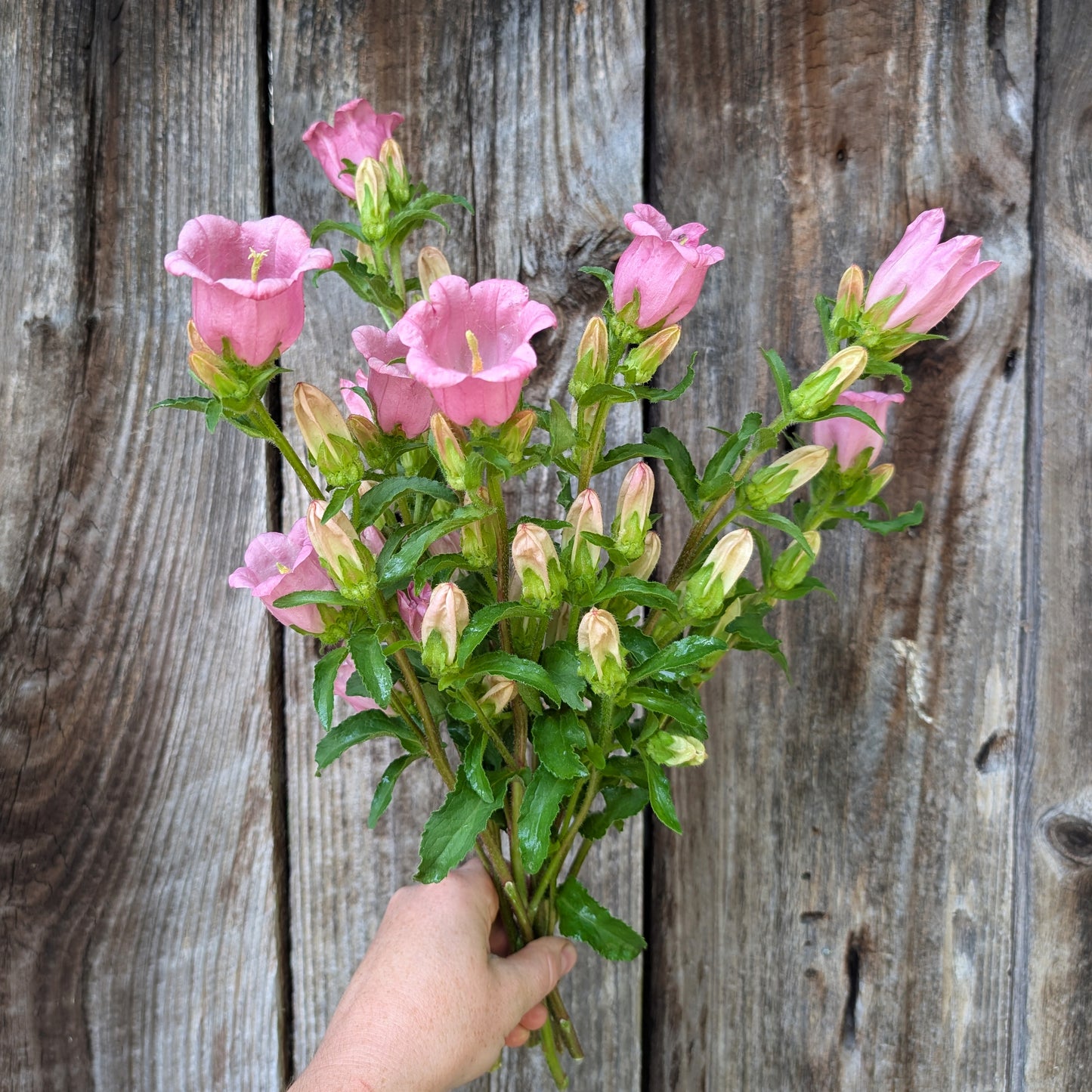 2026 Presale | Growers Bunch, Monthly Subscription