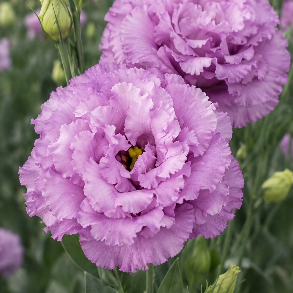 Lisianthus | Plug Presale | Spring 2027