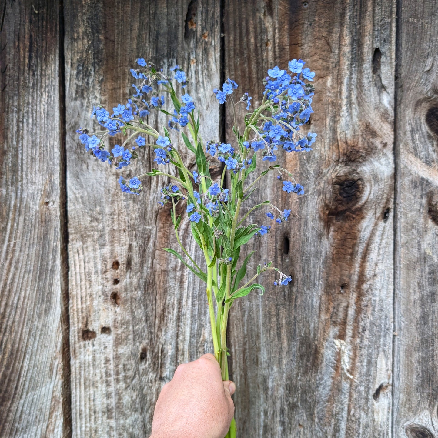 Cynoglossum | Chinese Forget Me Not | Annual | Seeds