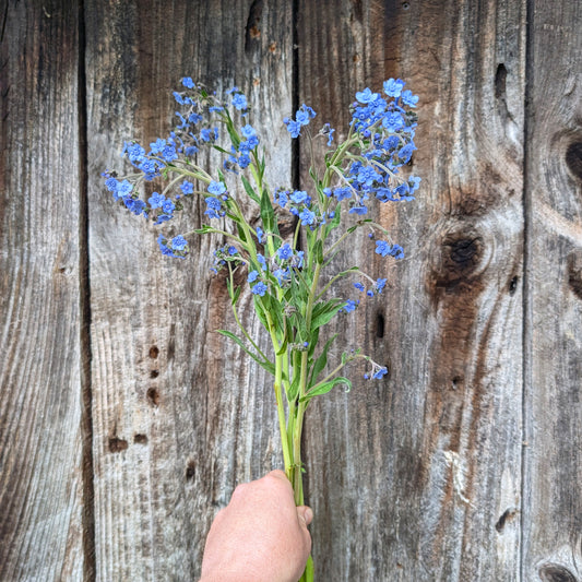 Cynoglossum | Plug Presale | Spring