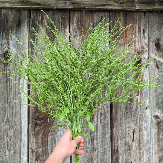 Attraxa Cress | Annual | Seeds