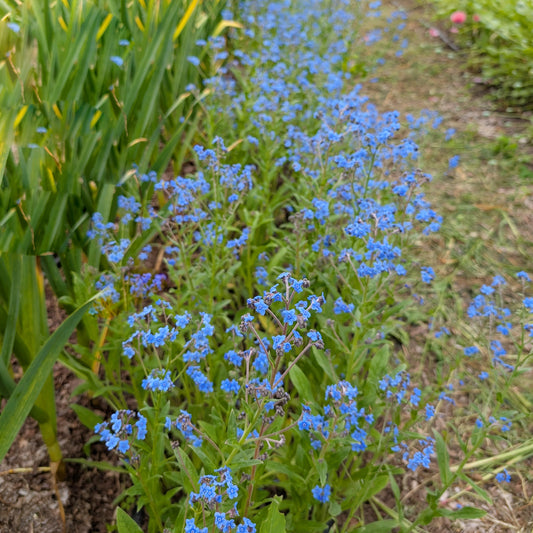 Cynoglossum | Chinese Forget Me Not | Annual | Seeds