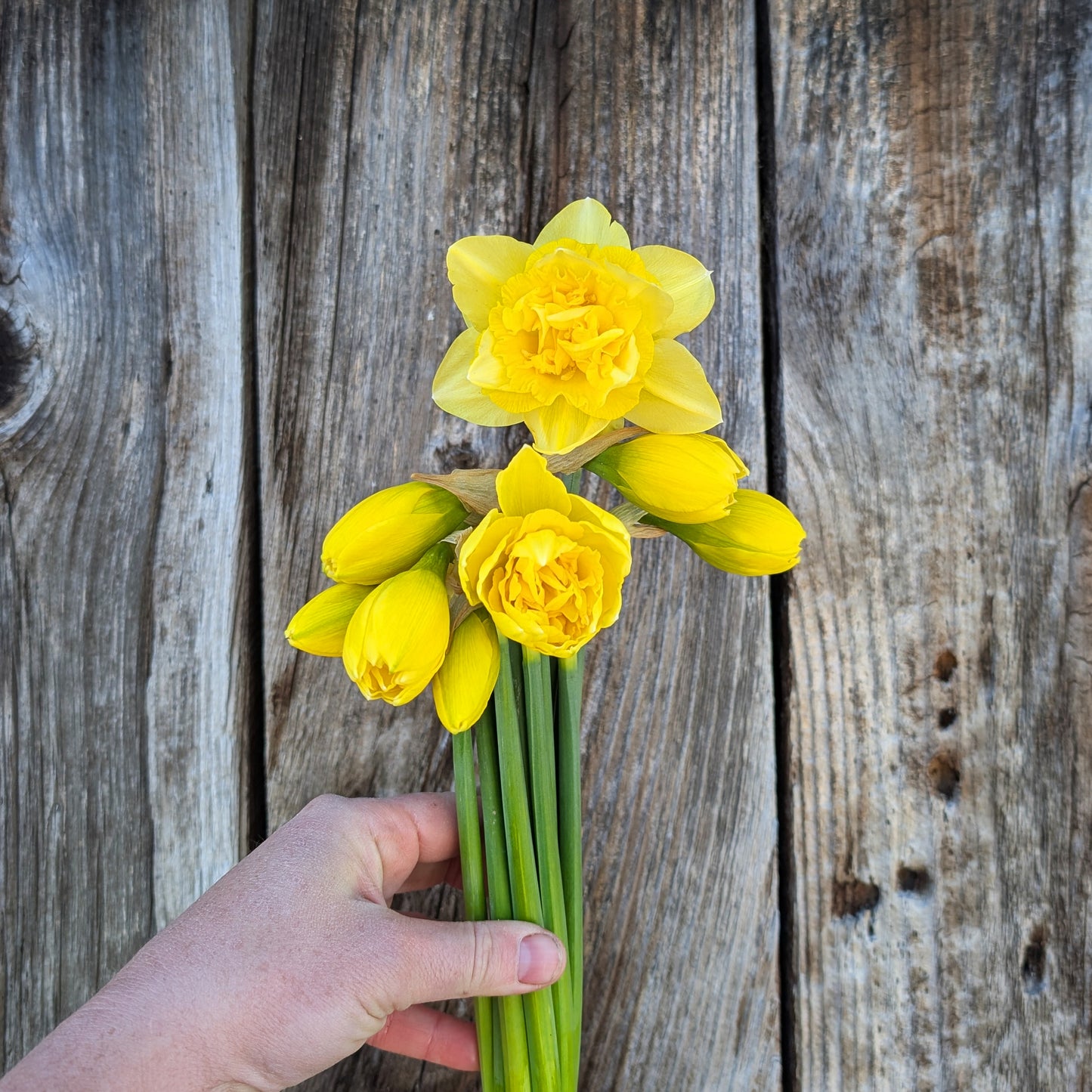 Specialty Daffodils | Growers Bunch
