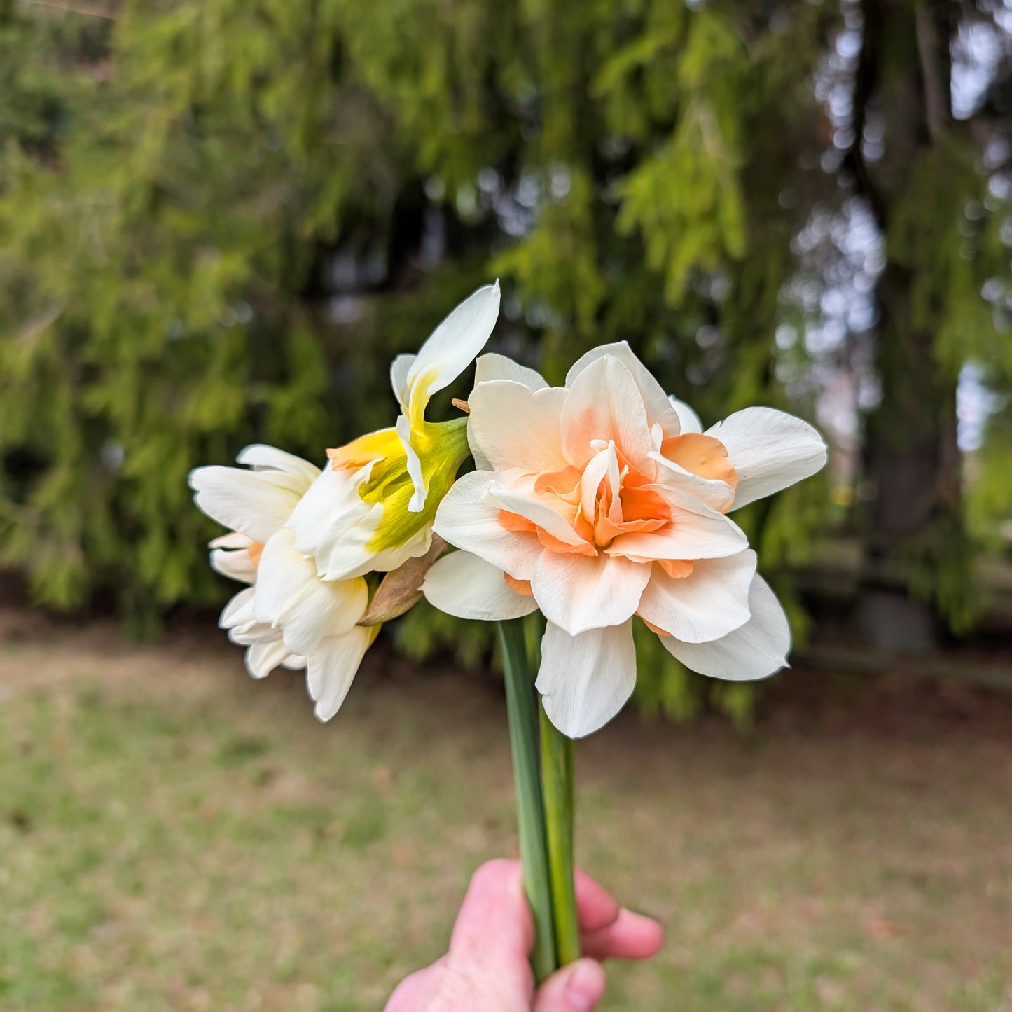 Daffodil | Fall Bulbs | 10 Pack | Shipping Fall 2026