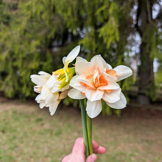 Daffodil | Fall Bulbs | 10 Pack | Shipping Fall 2026