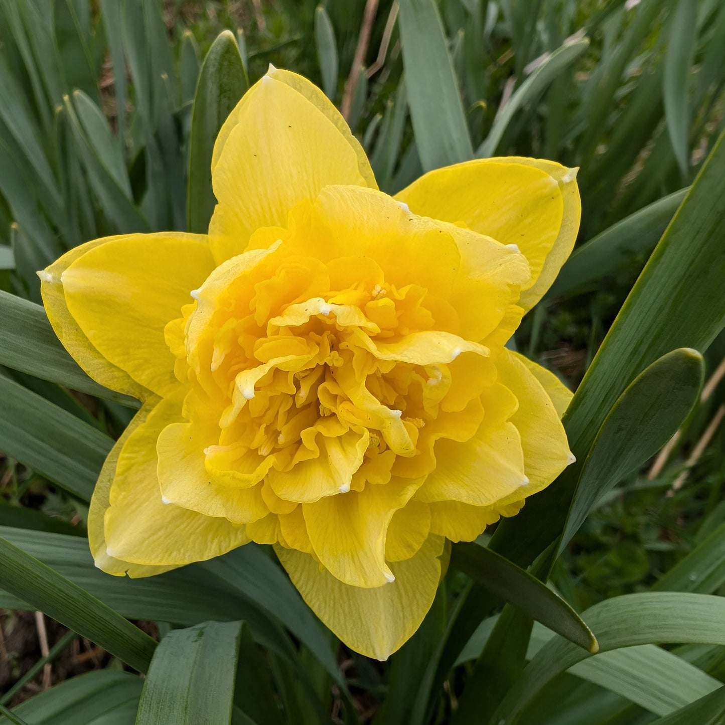 Daffodil | Fall Bulbs | 10 Pack | Shipping Fall 2026