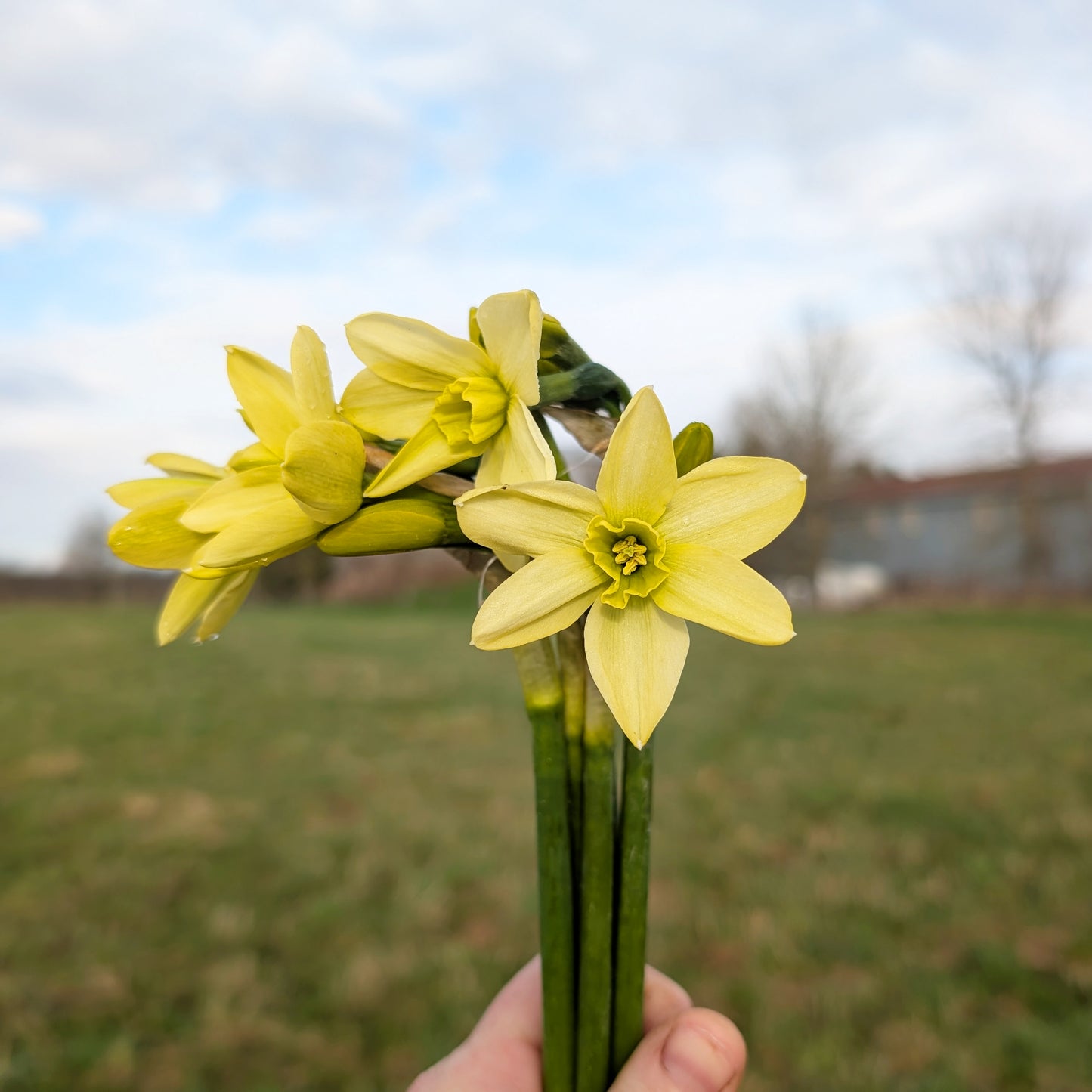 Daffodil | Fall Bulbs | 10 Pack | Shipping Fall 2026