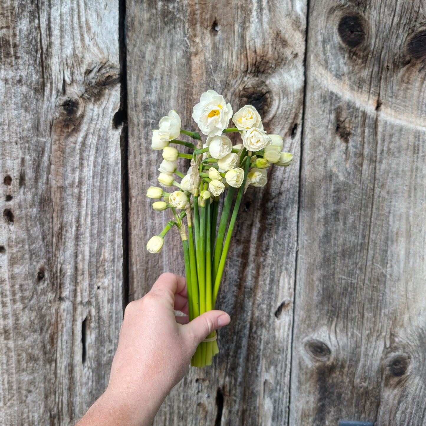 Daffodil | Fall Bulbs | 10 Pack | Shipping Fall 2026
