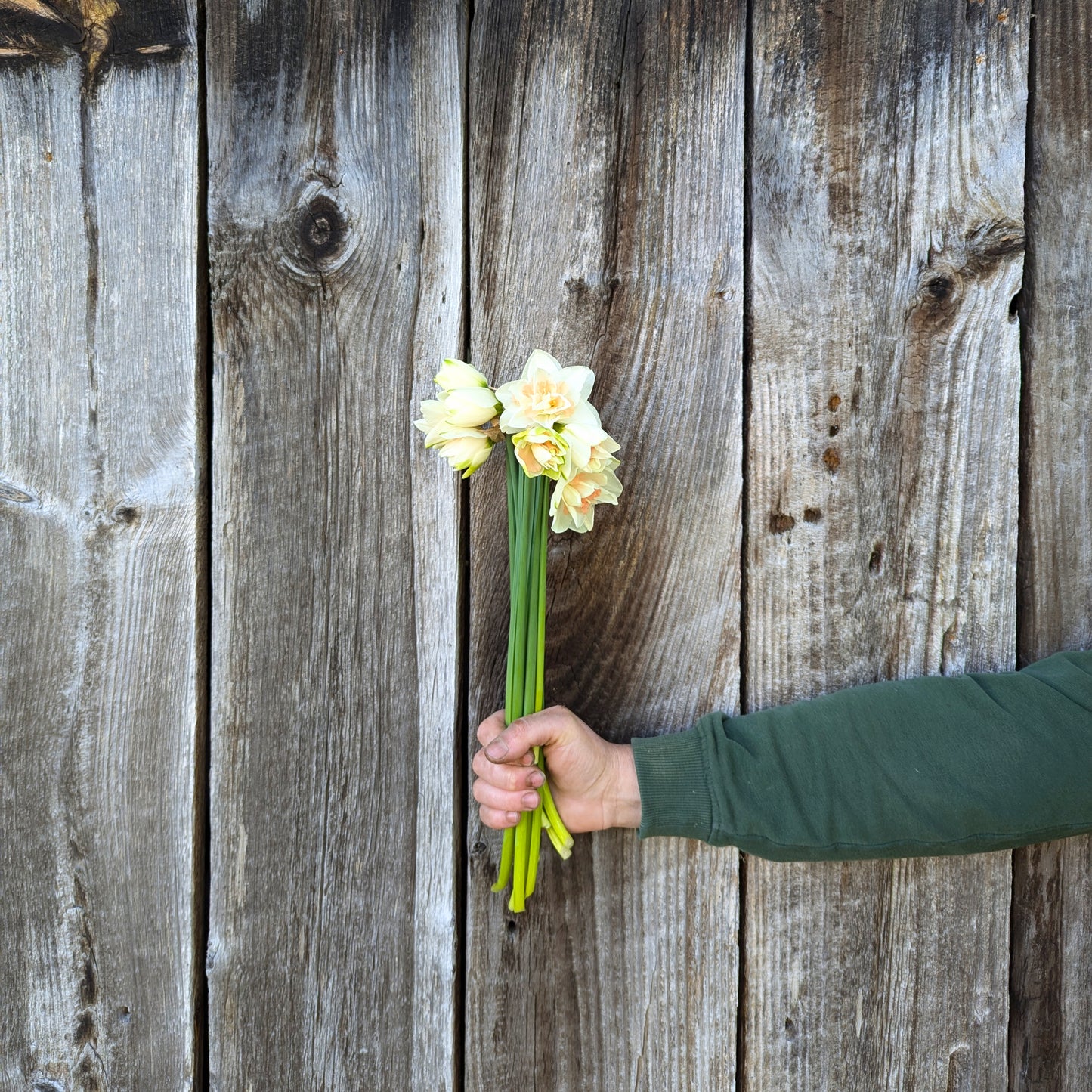 Specialty Daffodils | Growers Bunch