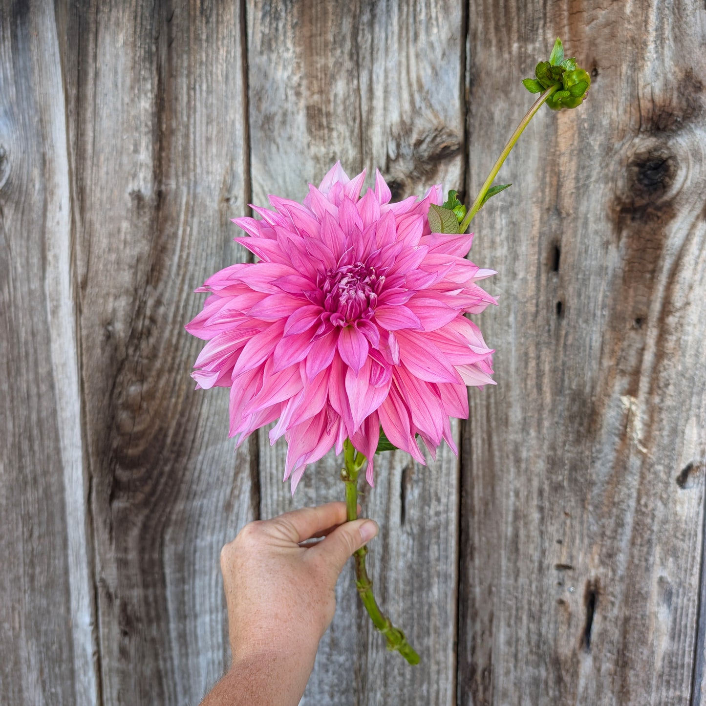 Dahlia | Rooted Cutting Presale | Summer