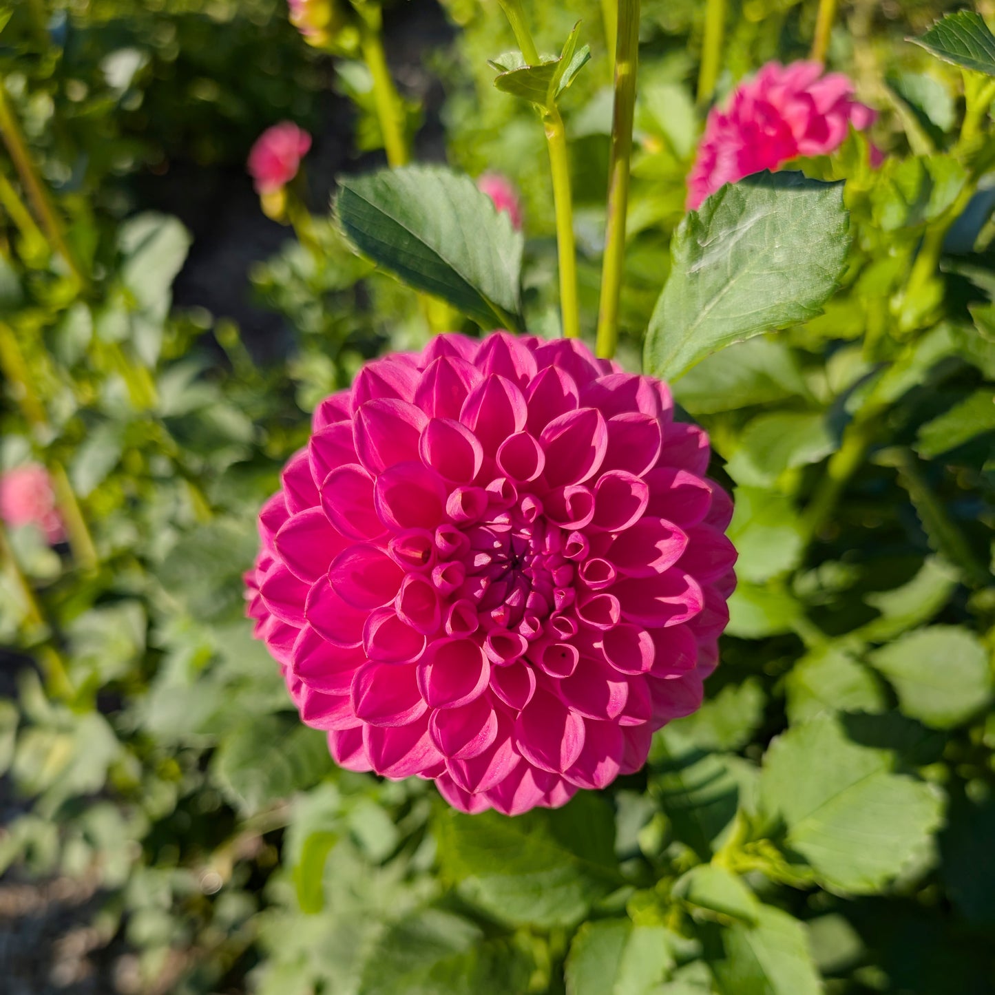 Dahlia | Rooted Cutting Presale | Summer