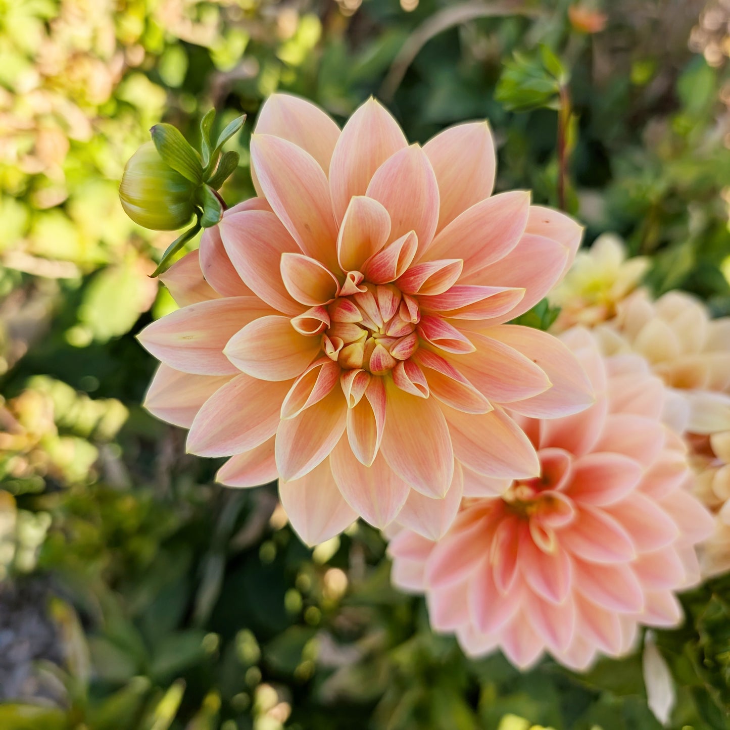 Dahlia | Rooted Cutting Presale | Summer