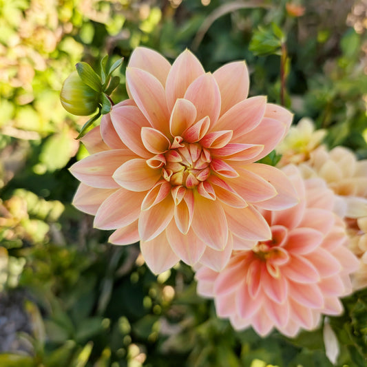 Dahlia | Growers Bunch