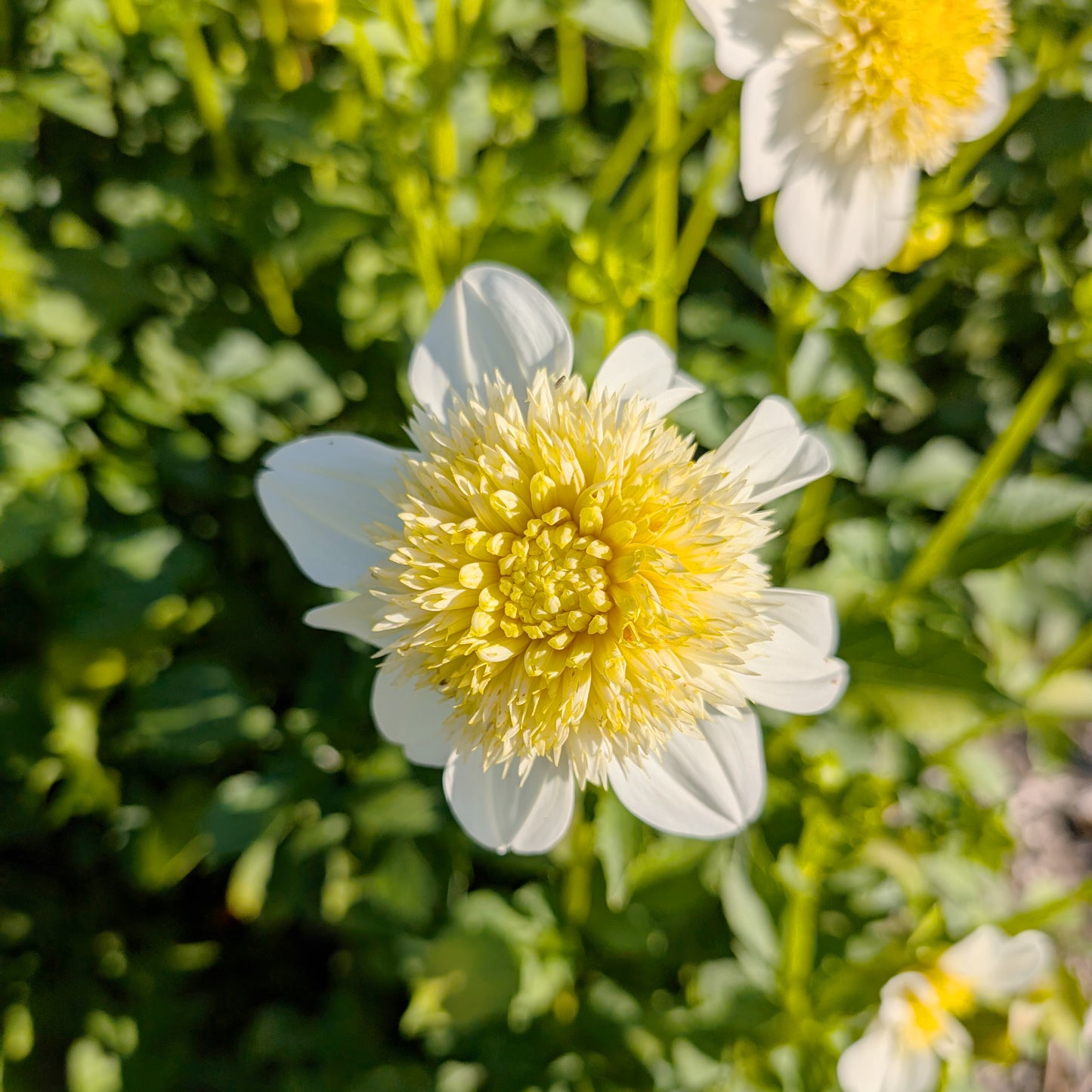 Dahlia | Rooted Cutting Presale | Summer