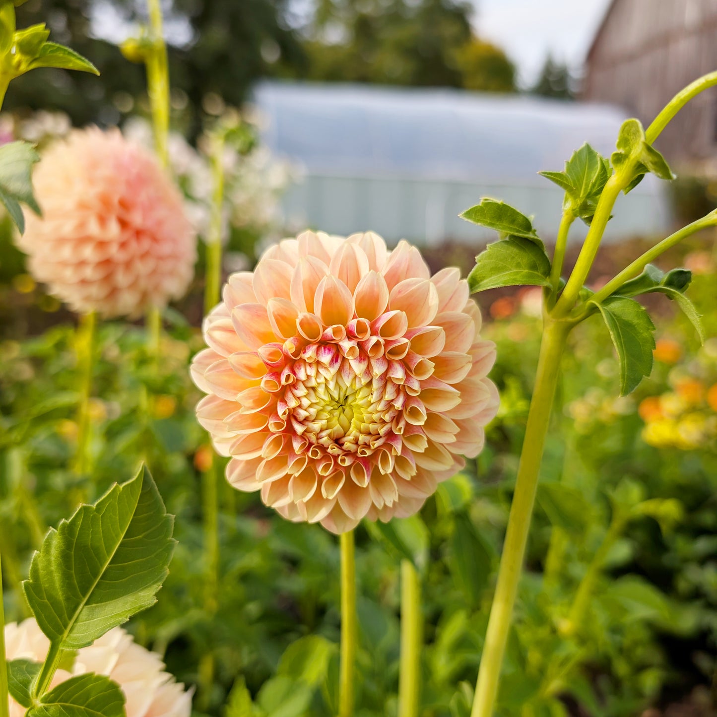 Dahlia | Rooted Cutting Presale | Summer