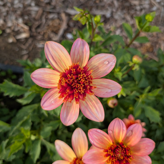 Dahlia | Rooted Cutting Presale | Summer