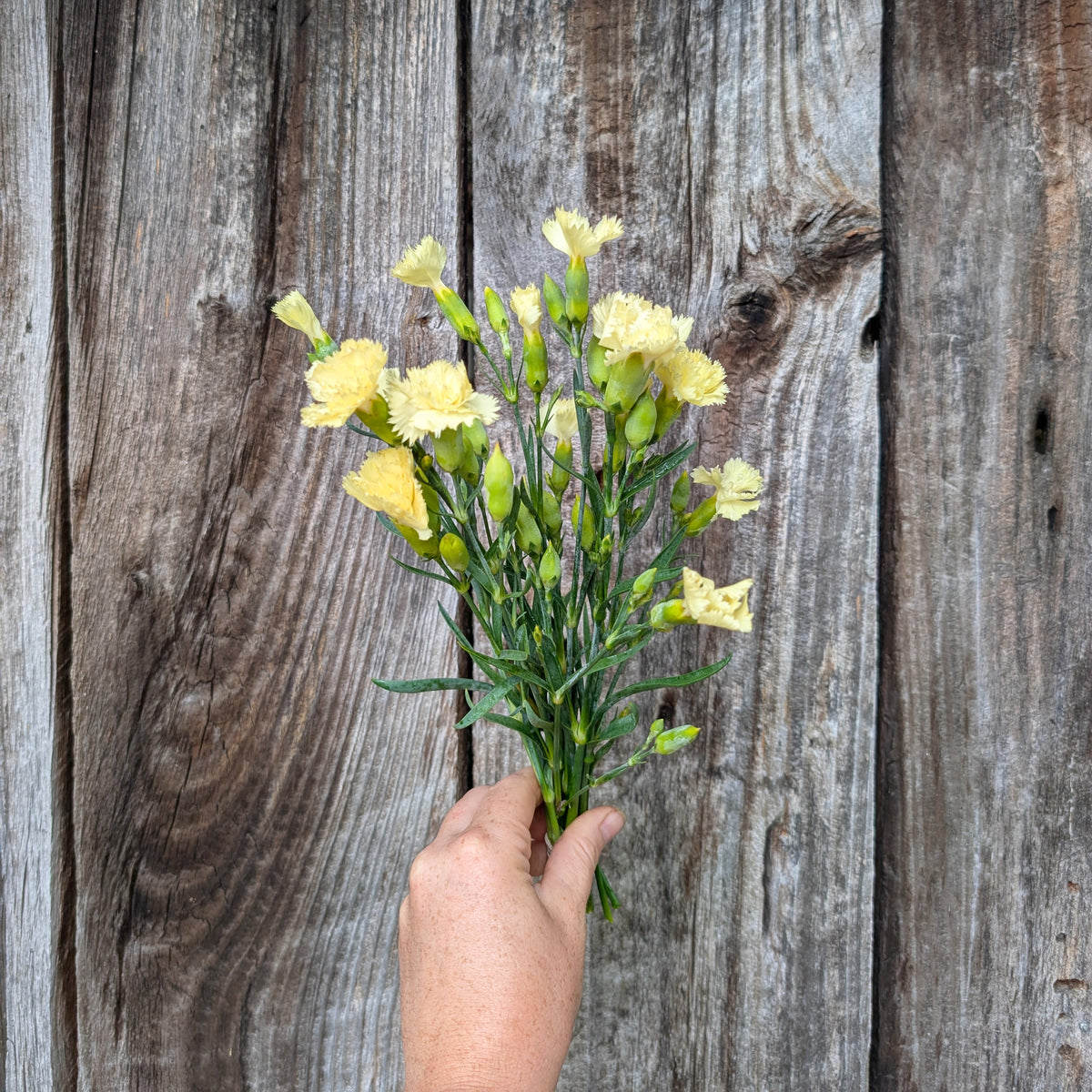 Spring Marie Marie Chabaud Dianthus | Plug Presale | Spring – North River Meadows