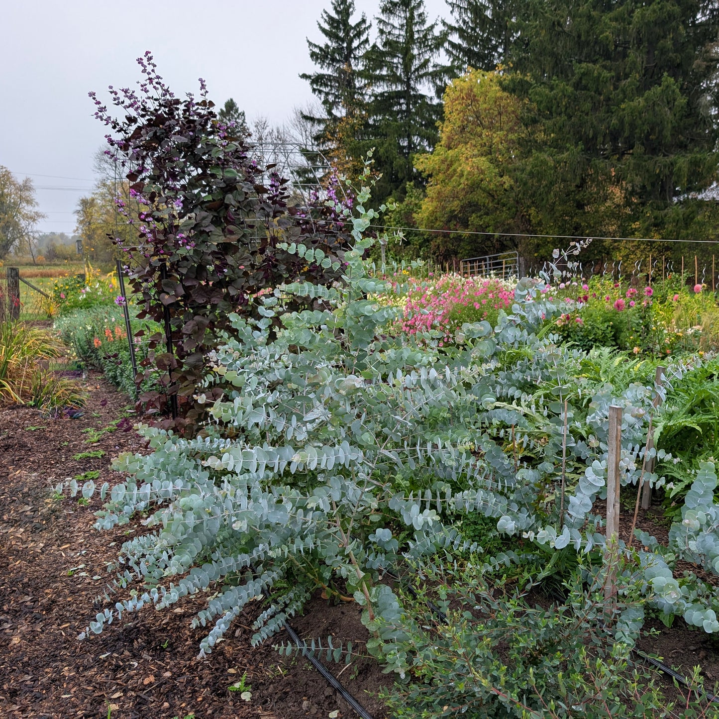 Eucalyptus | Plug Presale | Spring