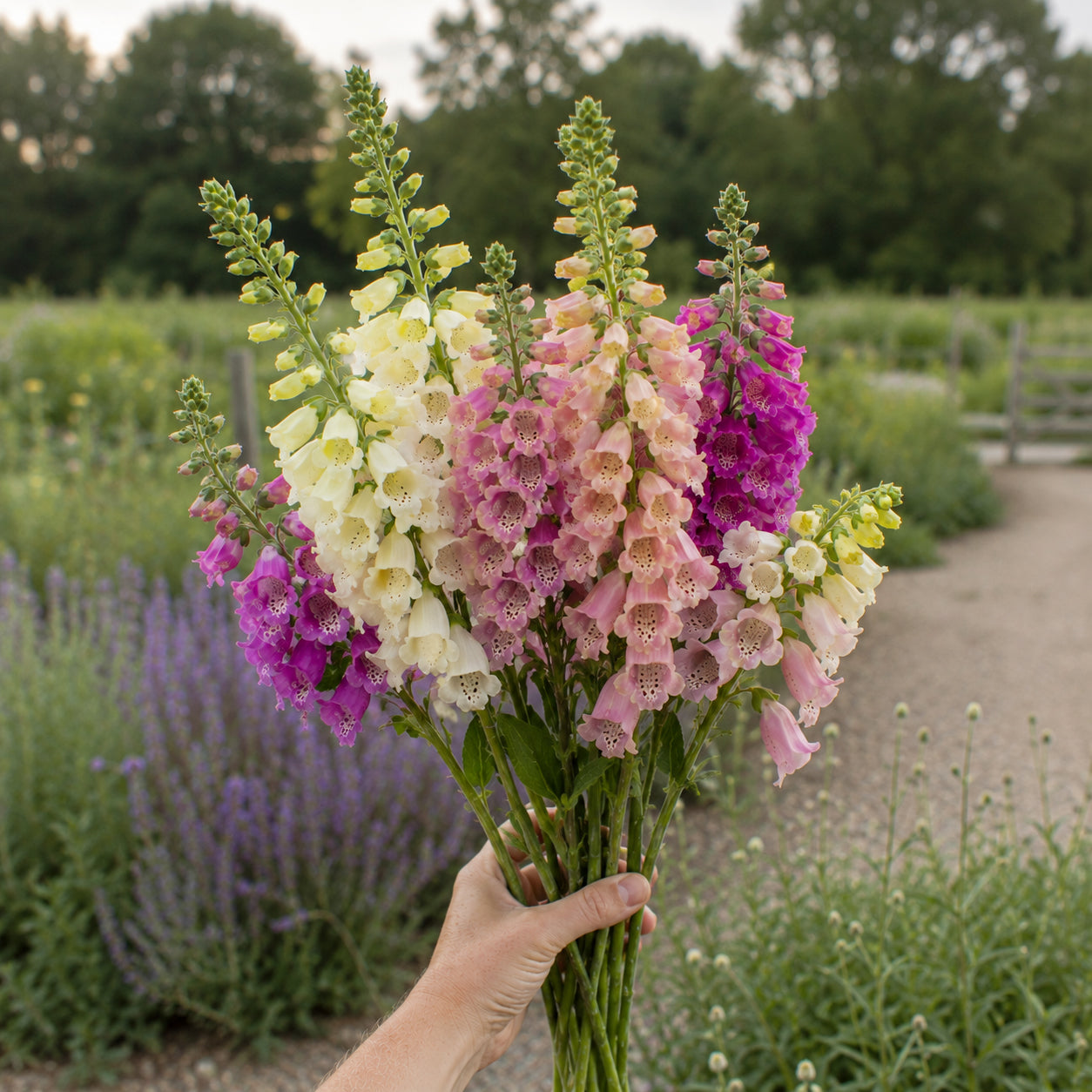 Foxglove (Digitalis) | Plug Presale | Fall